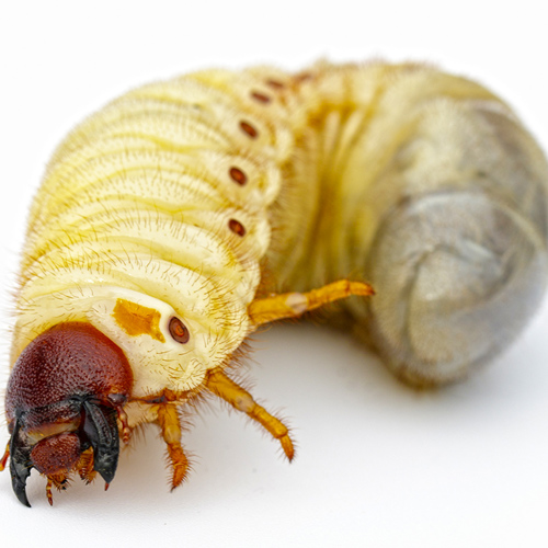 Qi Cao (Scarab grubs) plant