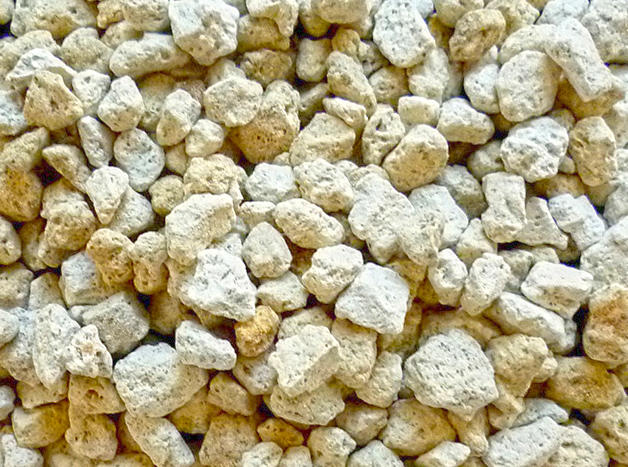 Fu Hai Shi (Costazia skeletons) as TCM ingredient