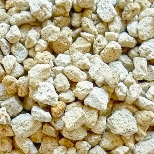 Fu Hai Shi (Costazia skeletons) as TCM ingredient