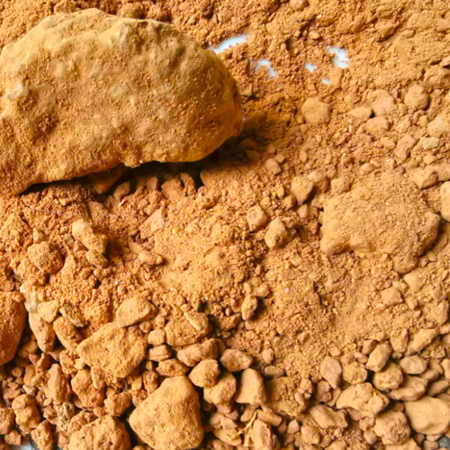 Zao Xin Tu (Stove earth) plant