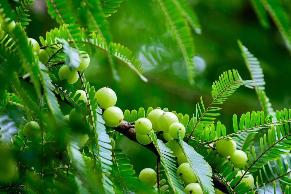 Yu Gan Zi (Emblic) plant