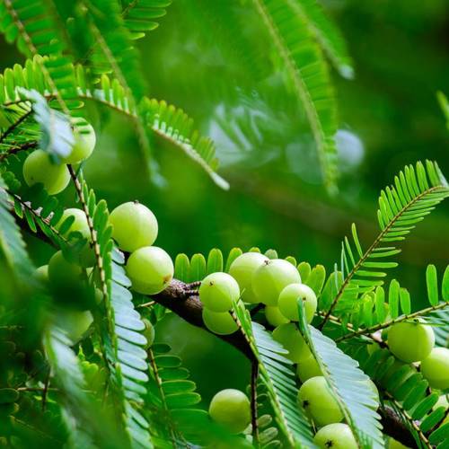 Yu Gan Zi (Emblic) plant