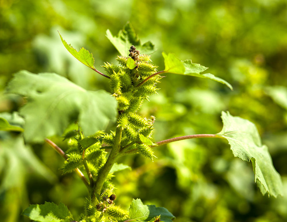 Cang Er Zi (Cocklebur fruits) plant