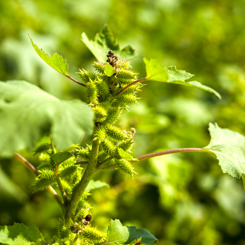 Cang Er Zi (Cocklebur fruits) plant