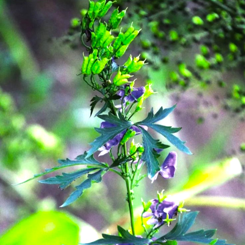 Zhi Cao Wu (Prepared Kusnezoffii aconite) plant
