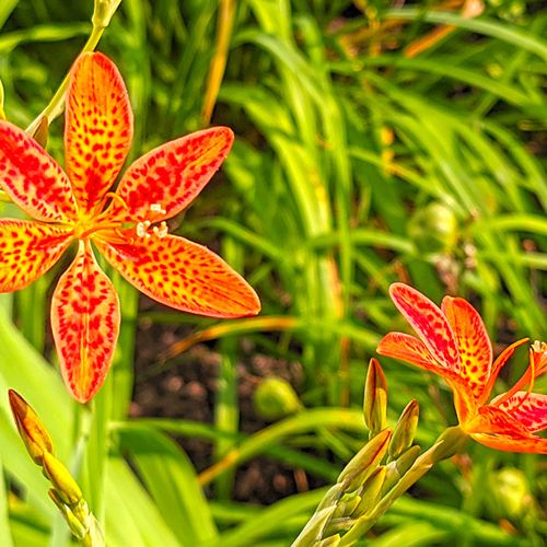 She Gan (Blackberry Lily rhizomes) plant