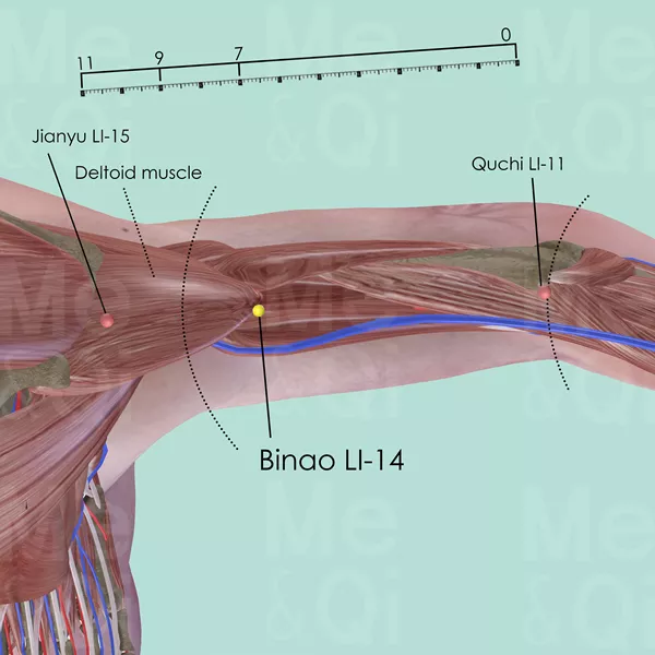 Binao LI-14 - Skin view - Acupuncture point on Large Intestine Channel