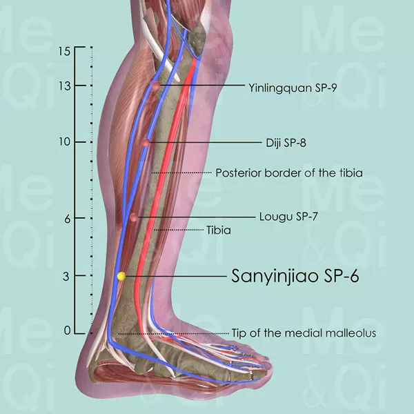 Sanyinjiao SP-6 - Muscles view - Acupuncture point on Spleen Channel