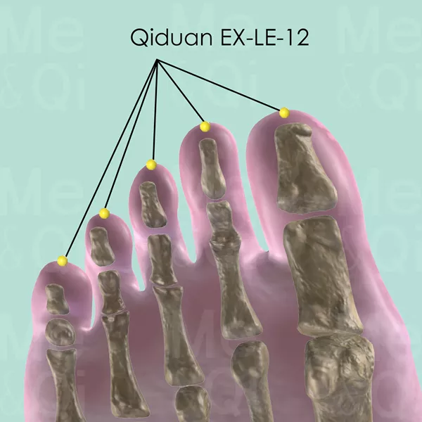 Qiduan EX-LE-12 - Bones view - Acupuncture point on Extra Points: Lower Extremities (EX-LE)