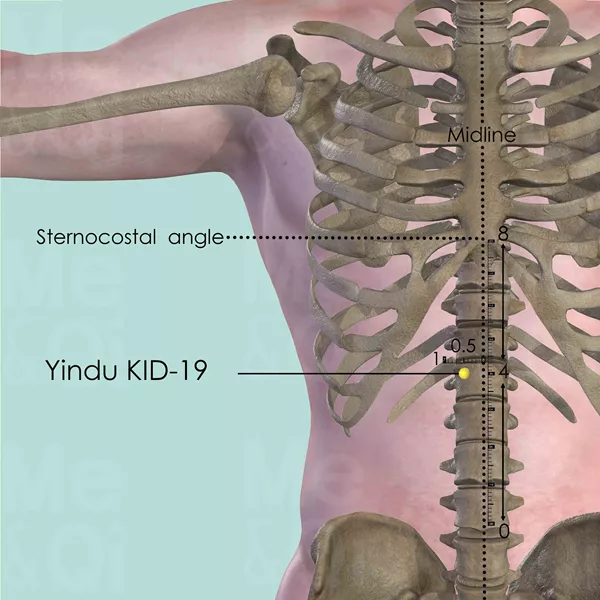 Yindu KID-19 - Bones view - Acupuncture point on Kidney Channel