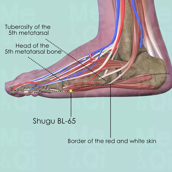 Shugu BL-65 - Muscles view - Acupuncture point on Bladder Channel