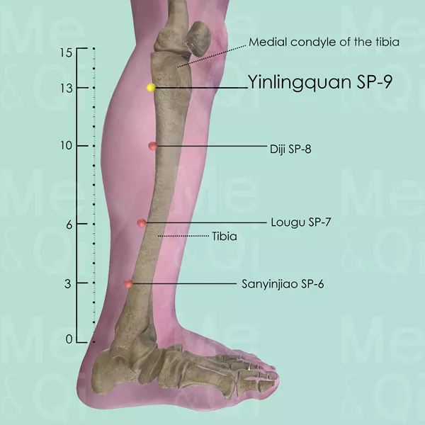 Yinlingquan SP-9 - Bones view - Acupuncture point on Spleen Channel