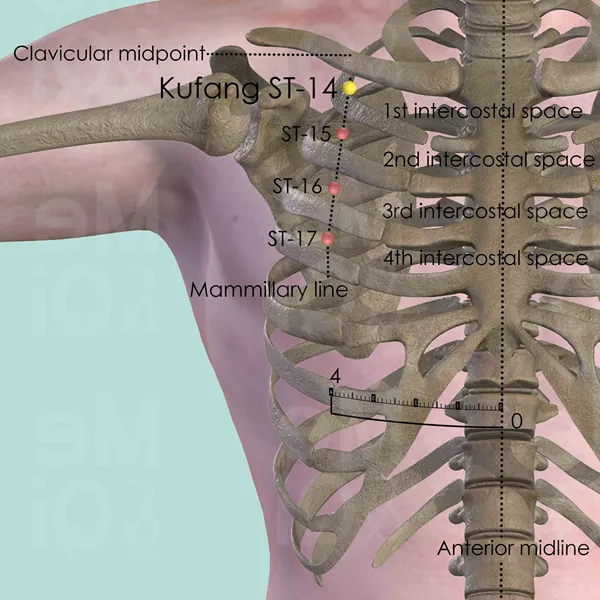 Kufang ST-14 - Bones view - Acupuncture point on Stomach Channel