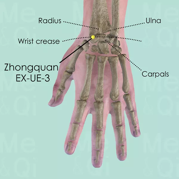 Zhongquan EX-UE-3 - Bones view - Acupuncture point on Extra Points: Upper Extremities (EX-UE)