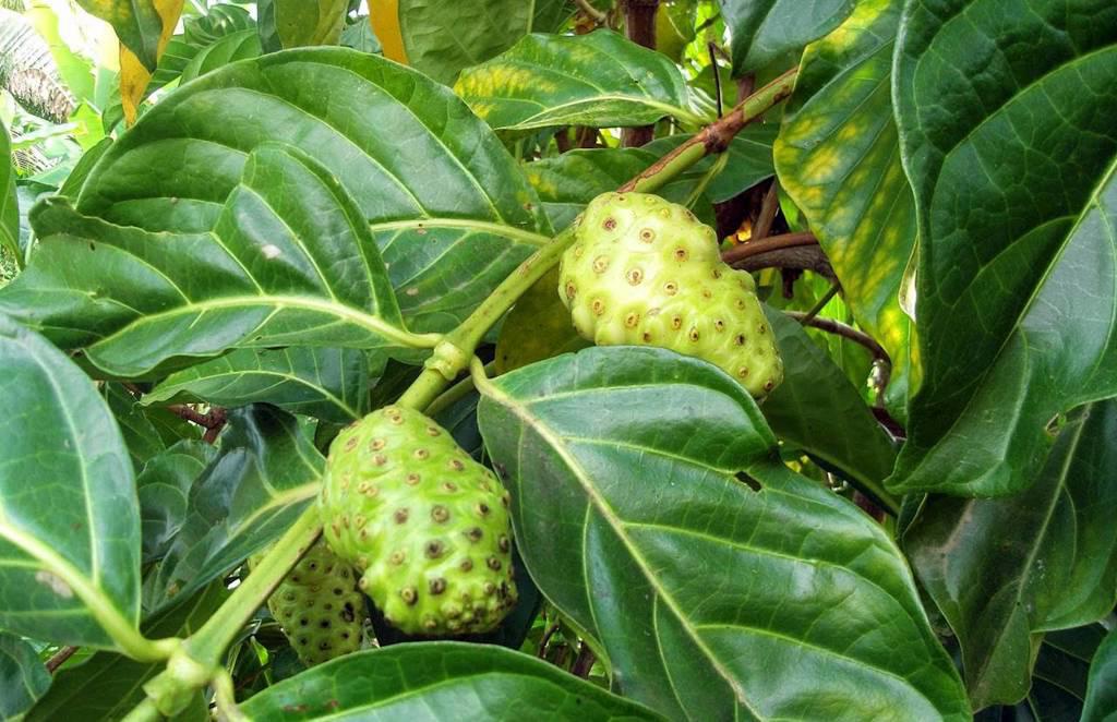 Ba Ji Tian (Morinda root) plant