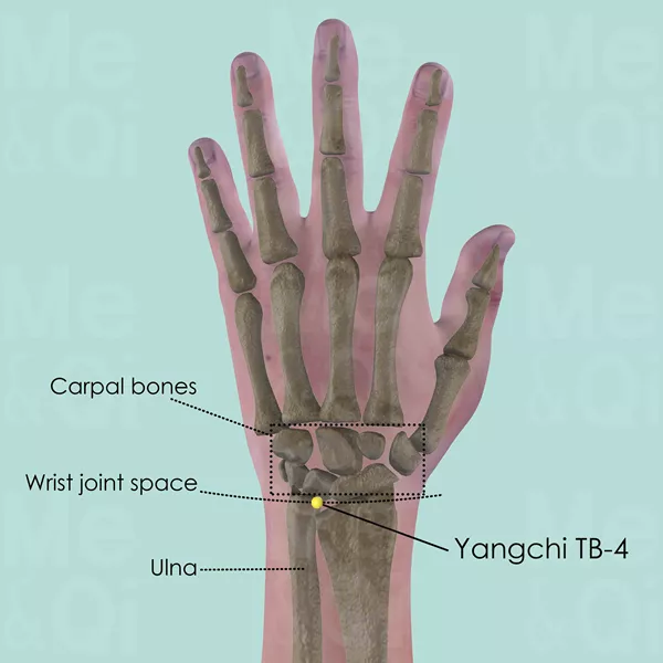 Yangchi TB-4 - Bones view - Acupuncture point on Triple Burner Channel
