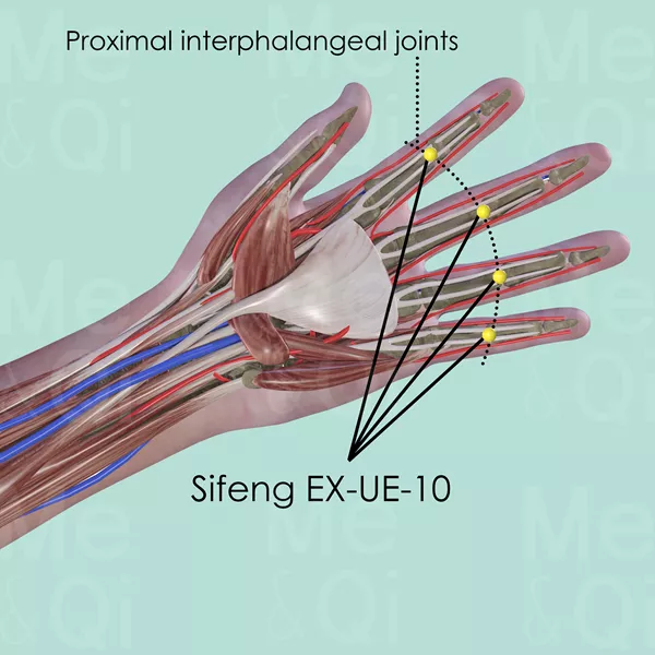 Sifeng EX-UE-10 - Muscles view - Acupuncture point on Extra Points: Upper Extremities (EX-UE)