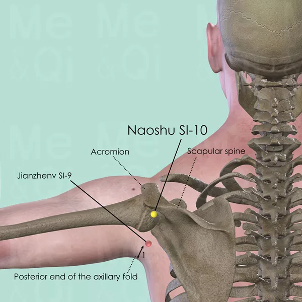 Naoshu SI-10 - Bones view - Acupuncture point on Small Intestine Channel