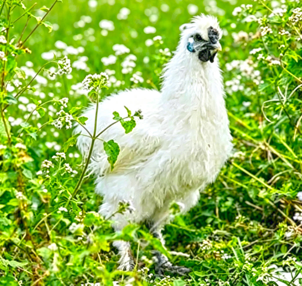 Wu Ji (Black-bone Chicken) plant