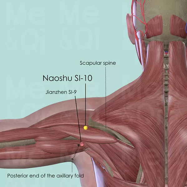 Naoshu SI-10 - Muscles view - Acupuncture point on Small Intestine Channel