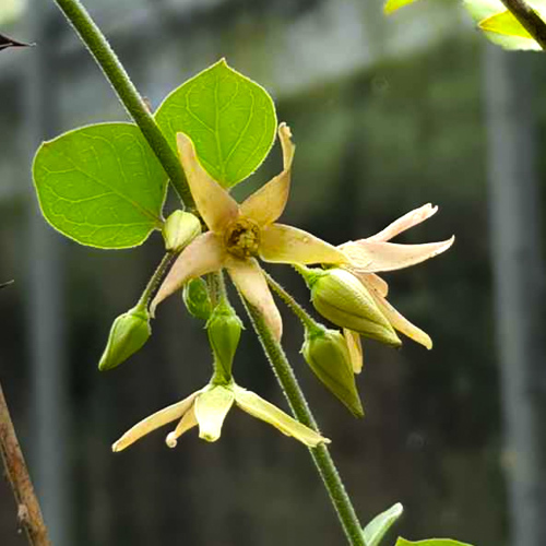 Bai Qian (Cynanchum roots and rhizomes) plant