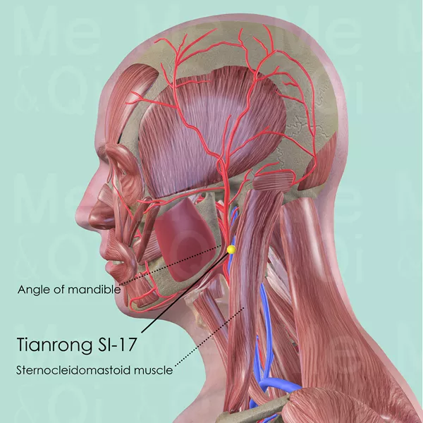 Tianrong SI-17 - Muscles view - Acupuncture point on Small Intestine Channel