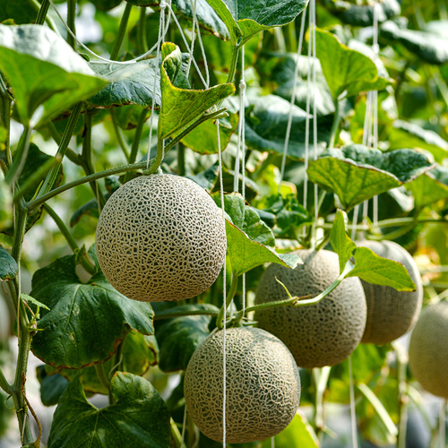 Gua Di (Melon stalks) plant