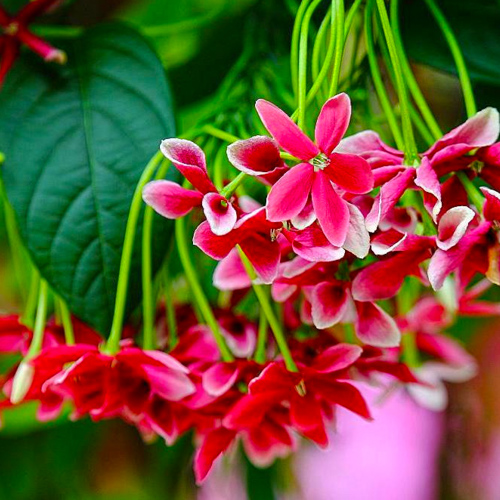 Shi Jun Zi (Quisqualis fruits) plant