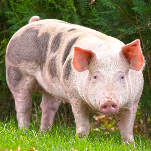Zhu Dan (Pig galls) plant