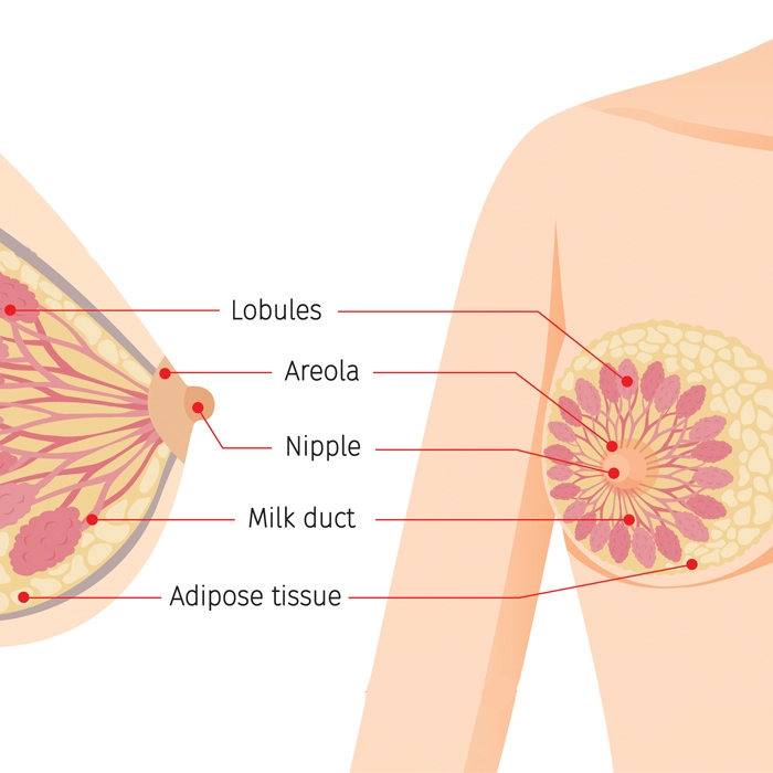 Nipples, Areola and Milk Ducts