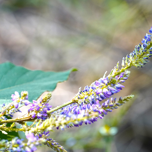 Ge Hua (Kudzu flowers) plant