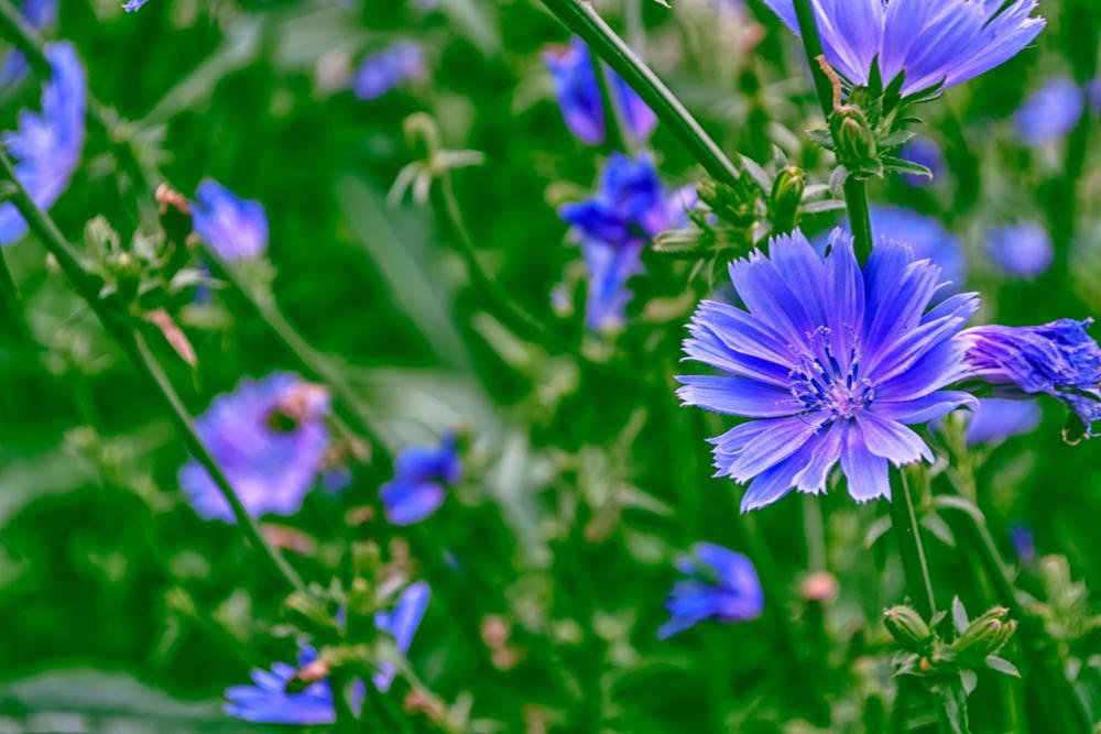 Ju Ju (Chicory) plant