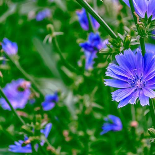 Ju Ju (Chicory) plant