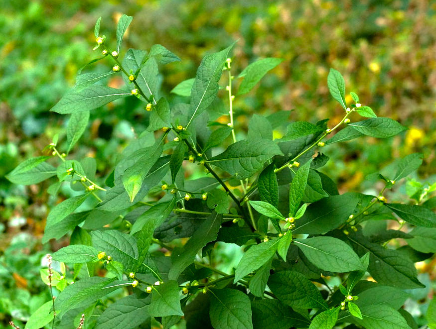 He Shi (Carpesium fruits) plant