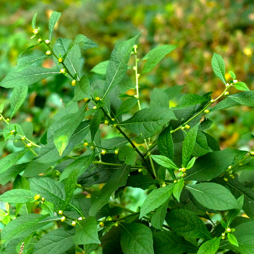 He Shi (Carpesium fruits) plant