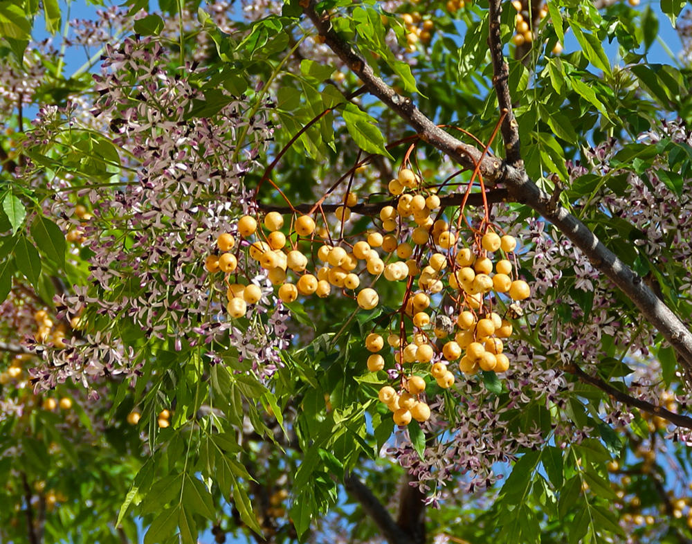 Ku Lian Pi (Chinaberry root barks) plant
