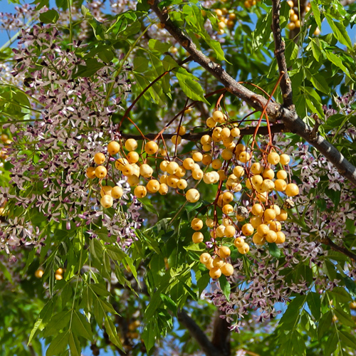 Ku Lian Pi (Chinaberry root barks) plant