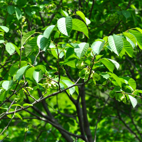 Wu Yi (Elm seed cakes) plant
