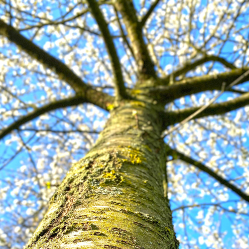 Ying Pi (Japanese cherry barks) plant