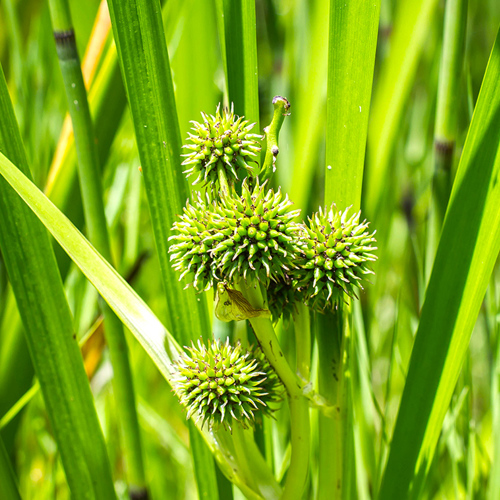 San Leng (Common burreed tubers) plant