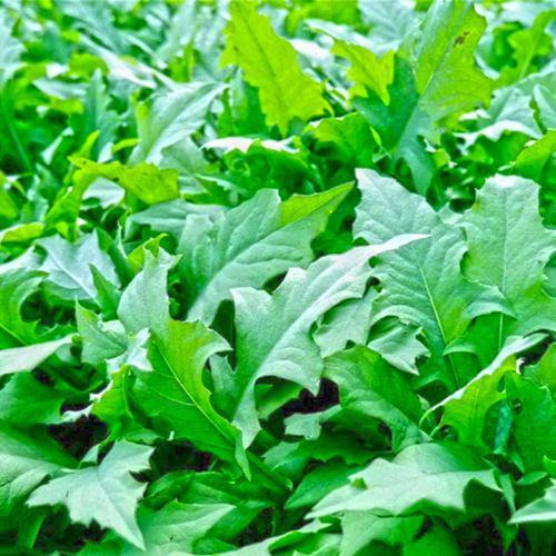 Bai Jiang Cao (Patrinia) plant