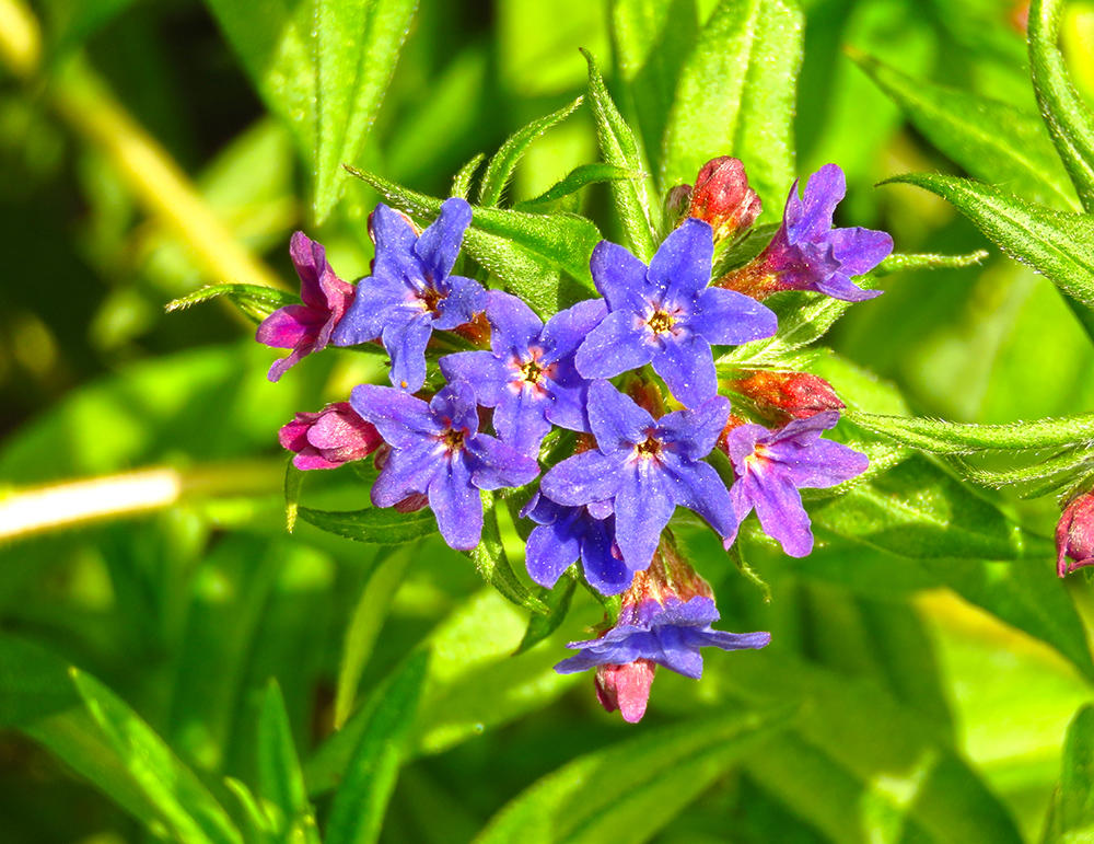 Zi Cao (Lithospermum roots) plant