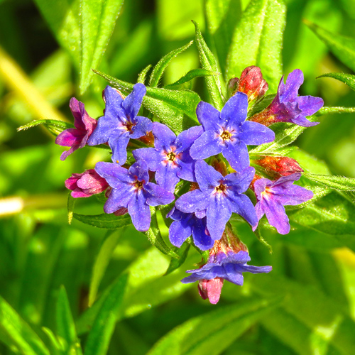 Zi Cao (Lithospermum roots) plant