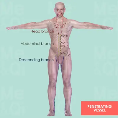 Penetrating Vessel pathway