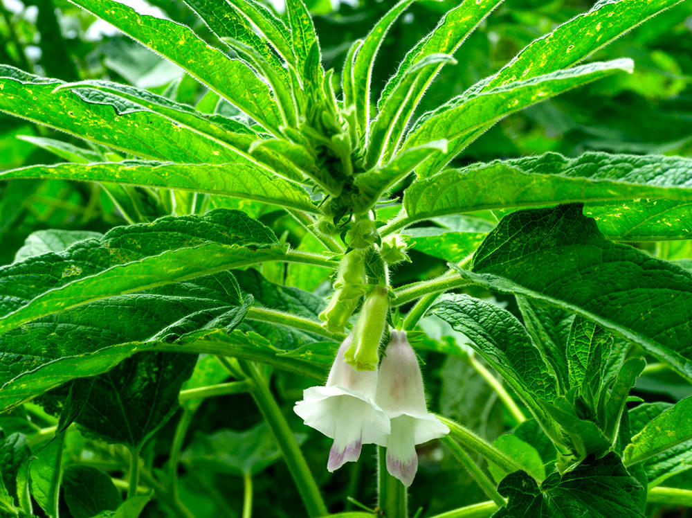 Ma You (Sesame oil) plant