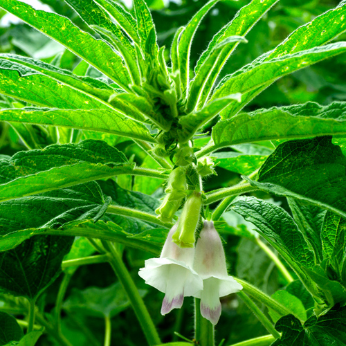 Ma You (Sesame oil) plant