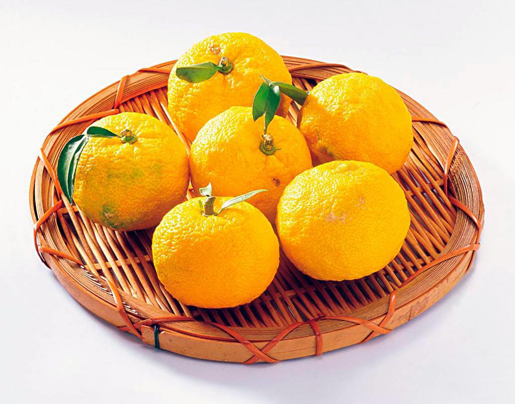 Xiang Yuan (Citron) plant