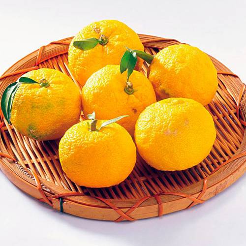 Xiang Yuan (Citron) plant