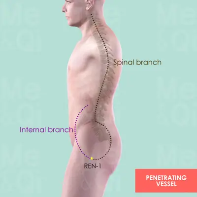 Penetrating Vessel pathway