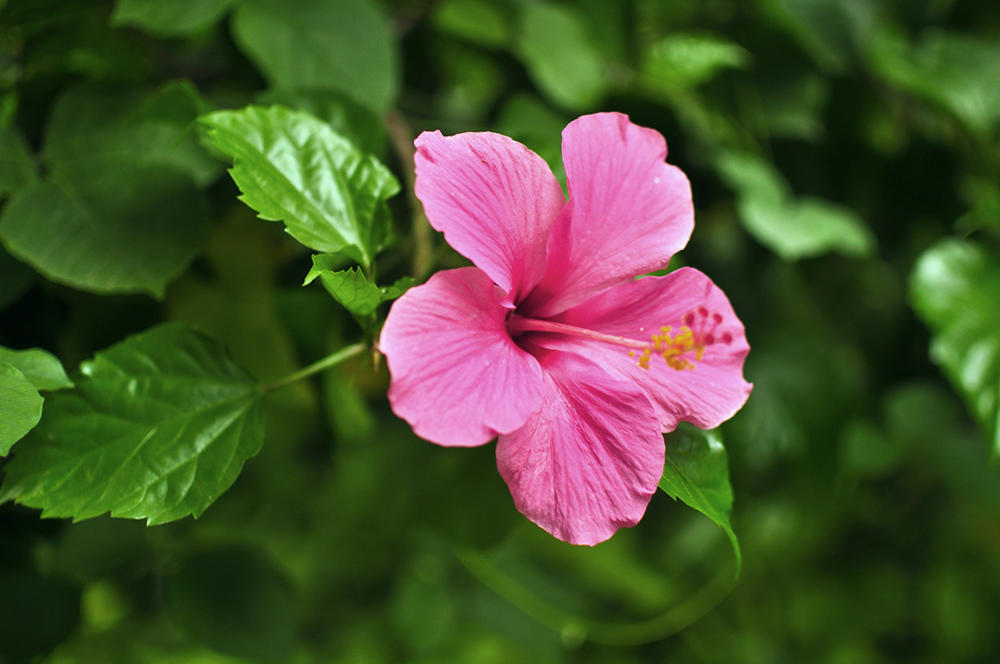 Fu Rong Ye (Hibiscus leaves) plant